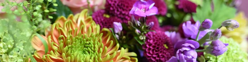Nærbillede af forskellige blomster i mange farver