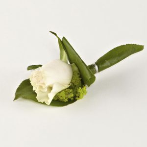 Knaphulsblomst, almindelig rose