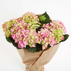 Hortensia plante - indendørs