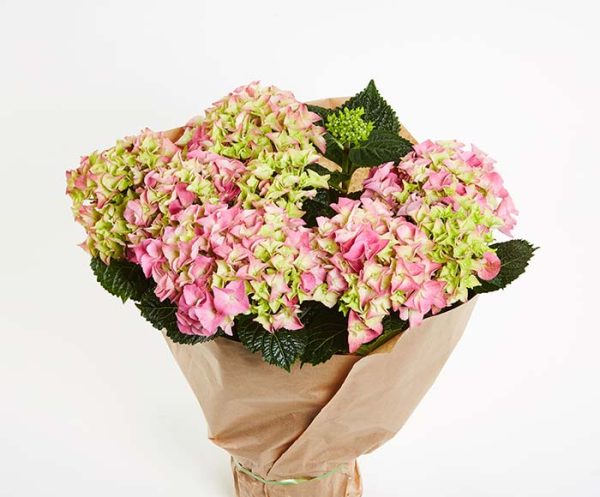Hortensia plante - indendørs