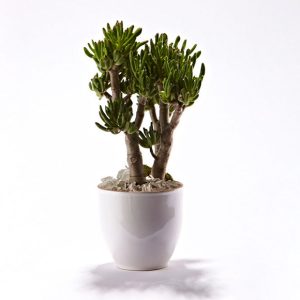 Grøn plante i skjuler