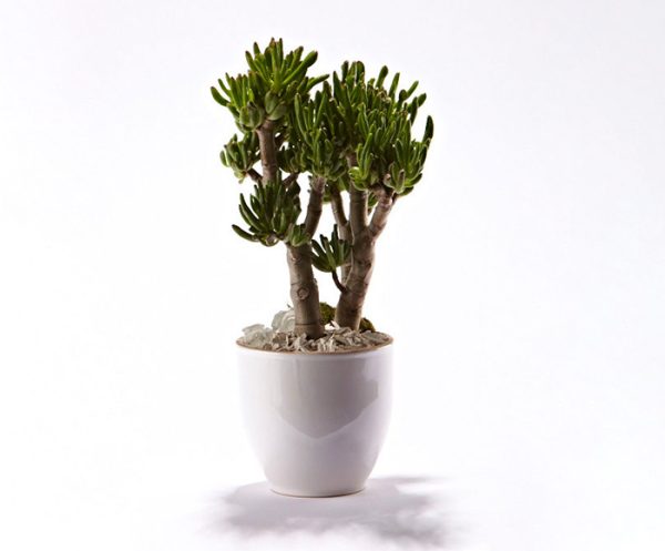 Grøn plante i skjuler