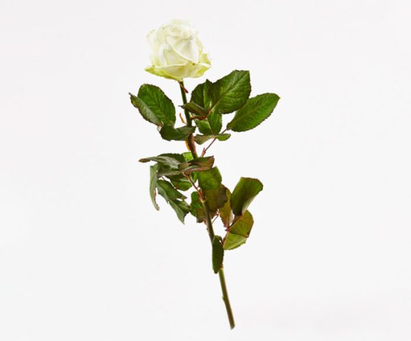 Nedkastningsrose - hvid