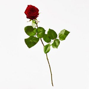 Nedkastningsrose - rød