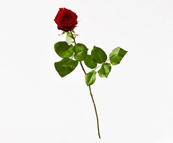 Nedkastningsrose - rød