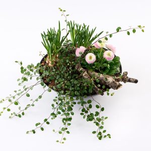 Forårsbeplantning
