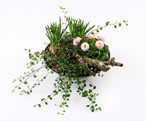 Forårsbeplantning