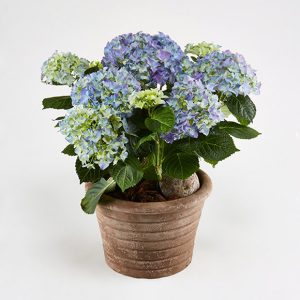 Hortensia i udendørs krukke