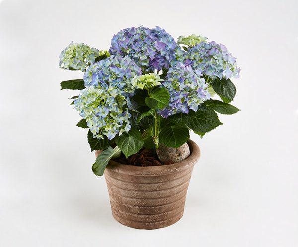 Hortensia i udendørs krukke