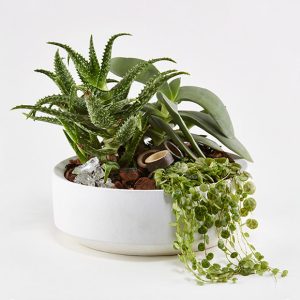 Grønt plantearrangement
