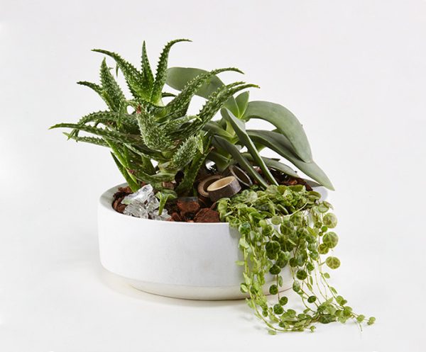 Grønt plantearrangement