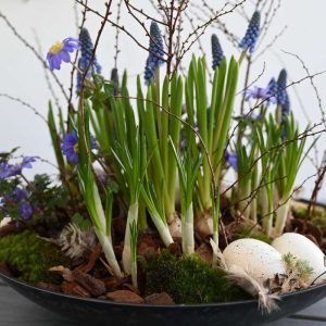 Nærbillede af blå perlehyacinther med påskeæg og forårsgrene