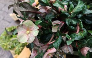 Vinterens smukke blomster