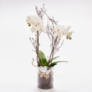 Romantisk orkidé, floristens valg