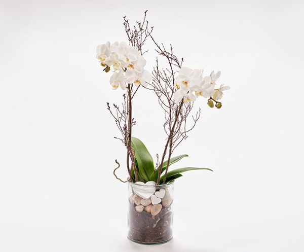 Romantisk orkidé, floristens valg