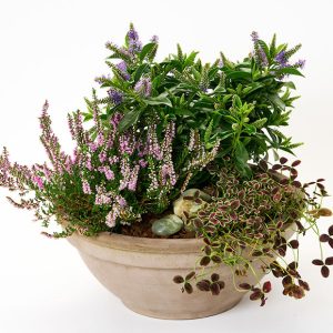 Efterårsbeplantning