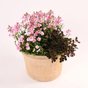Skøn sommerherlighed med planter, floristens valg