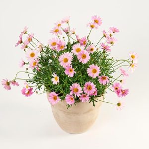 Sød sommerplante i lerkrukke, floristens valg