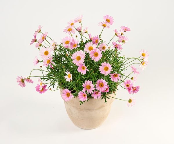 Sød sommerplante i lerkrukke, floristens valg