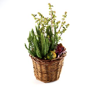 Efterårs beplantning i kurv