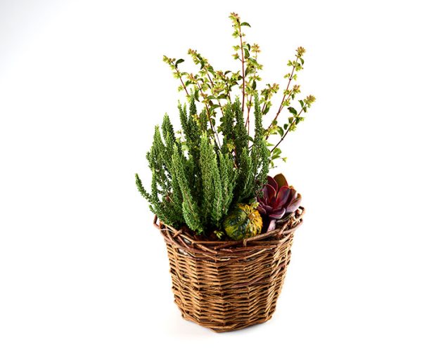 Efterårs beplantning i kurv