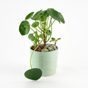 Pilea i glaseret skjuler