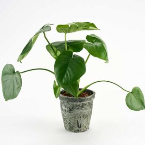 Monstera i rustik skjuler