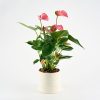 Anthurium i lys krukke