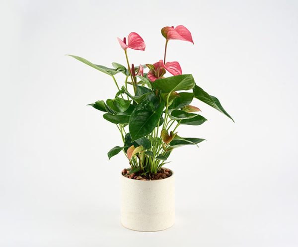 Anthurium i lys krukke