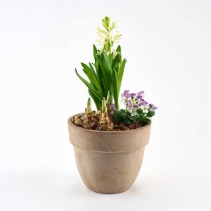 Forårsblomster i udendørskrukke