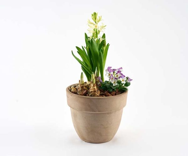 Forårsblomster i udendørskrukke