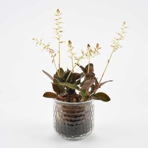 Eksotisk stueplante i glas skjuler