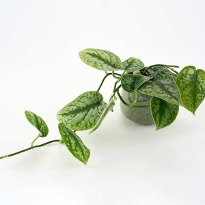 Grøn plante med hængende vækst
