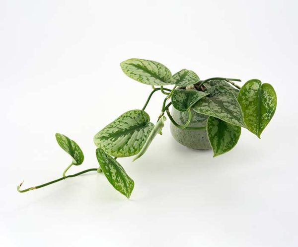 Grøn plante med hængende vækst