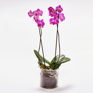 Mors dag orkidé i glasskjuler, floristens valg