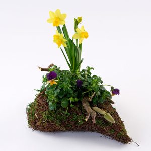 Forårs gravhjerte, floristens valg