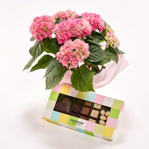 Hortensia og chokolade