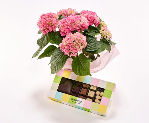 Hortensia og chokolade