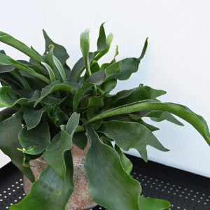 Planter