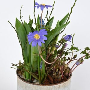 Forårsbeplantning i zinkpotte.