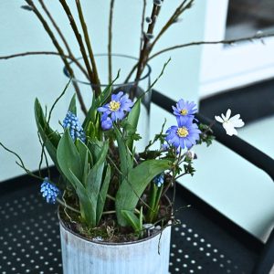 Forårsbeplantning i zinkpotte placeret i hjemligt miljø.