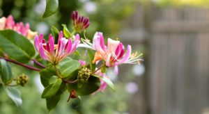 Close-up af kaprifolieblomster