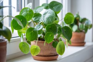 Pilea planter, der er plantet i runde lerskjulere, der står i underskåle, der er placeret i en hvid vindueskarm.