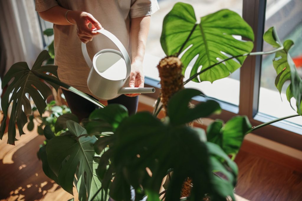 Monstera stueplante vandes med en hvid vandkande.
