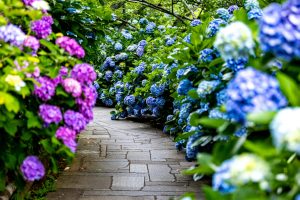 En sti af fliser, hvor der på hver side står flotte hortensiaplanter der blomstrer.