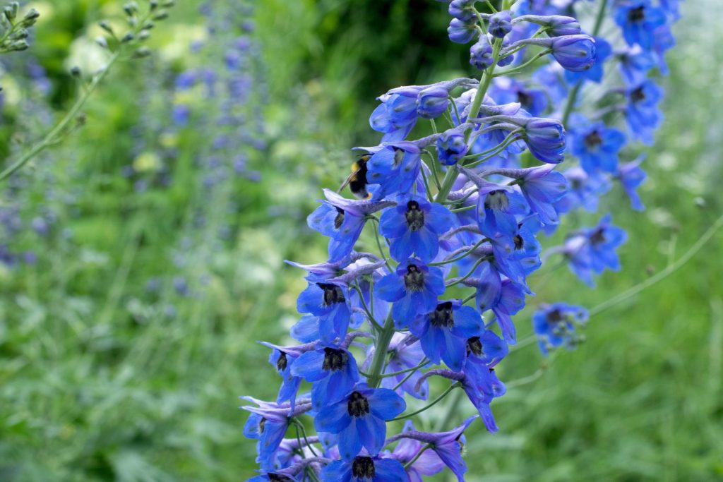 Skab et blåt blomsterbed – 5 blomsterfavoritter til haven og hjemmet