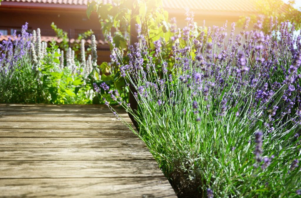 Smukke blå lavendel planter, der er plantet langs en træbelægning i en have.