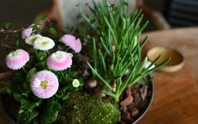 Clese-up af en plantedekoration med bellis og perlehyacinter i en rund, grå krukke.