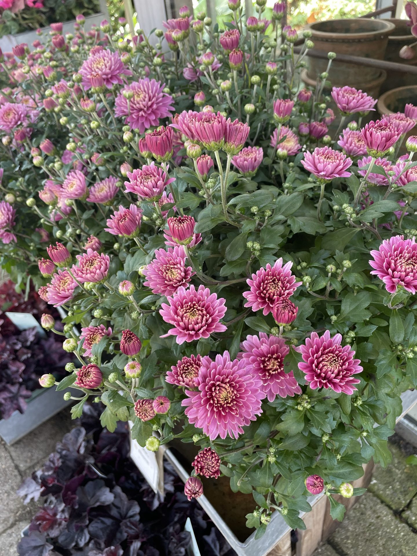 Pynt op med chrysanthemum indendørs: 3 idéer til dit hjem