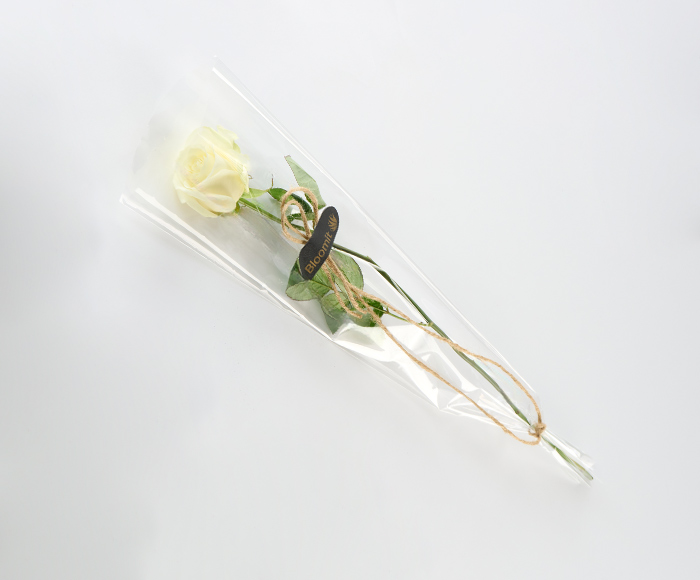 Billede af En hvid rose